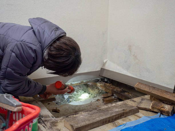 Best Mold Remediation for Healthcare Facilities  in Brilliant, OH