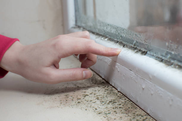 Best Environmental Consulting for Mold Prevention  in Brilliant, OH